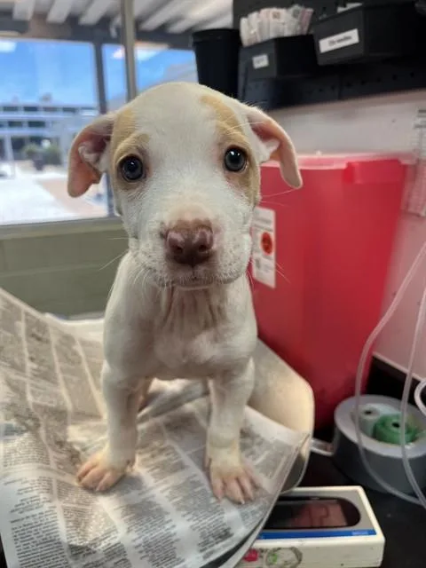 A baby small-sized female Mixed Breed dog named Pecan for adoption in Jacksonville, FL