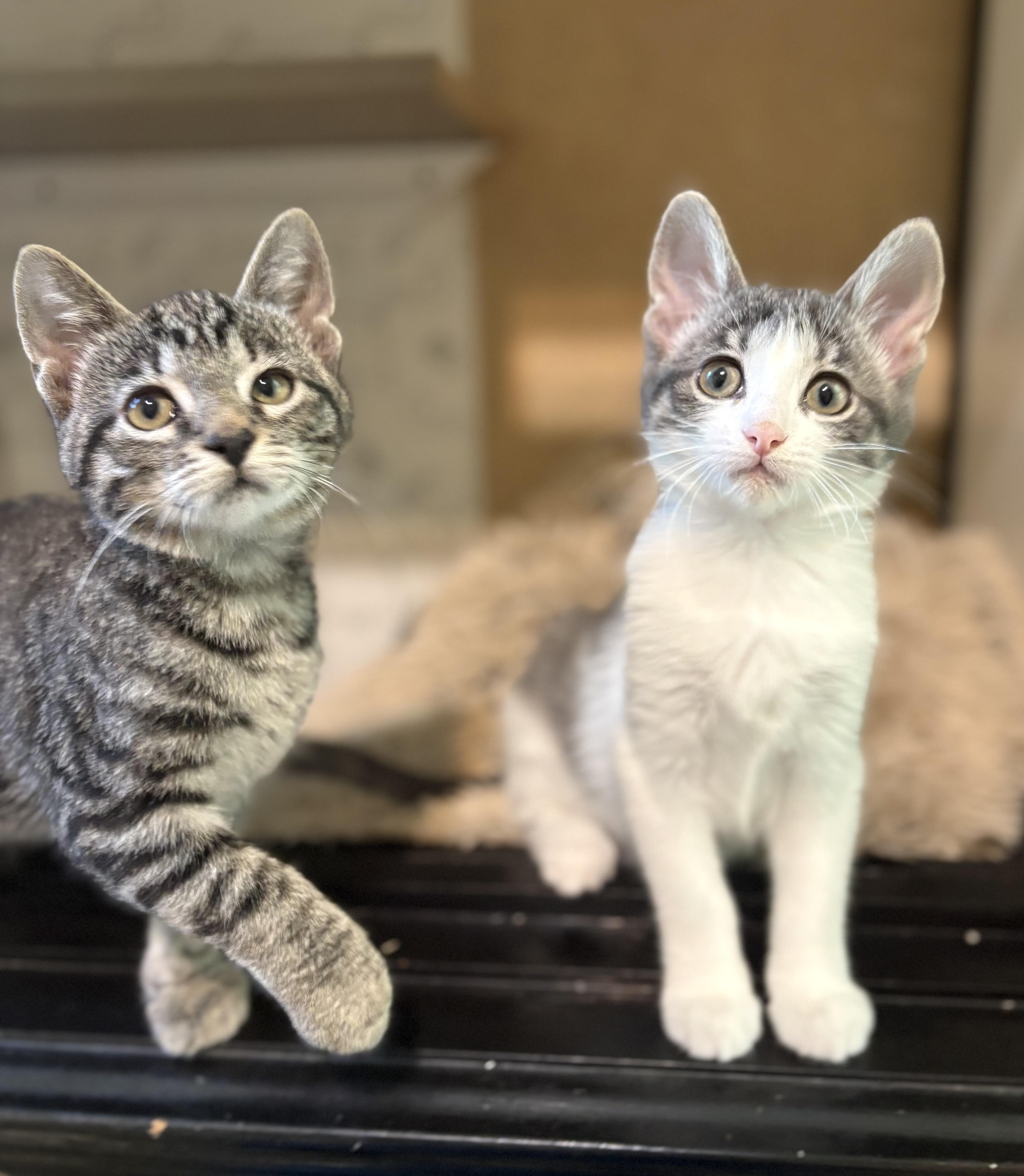 A young medium-sized male Tabby (Tiger Striped) Domestic Short Hair cat named Theodore for adoption in Aurora, NE