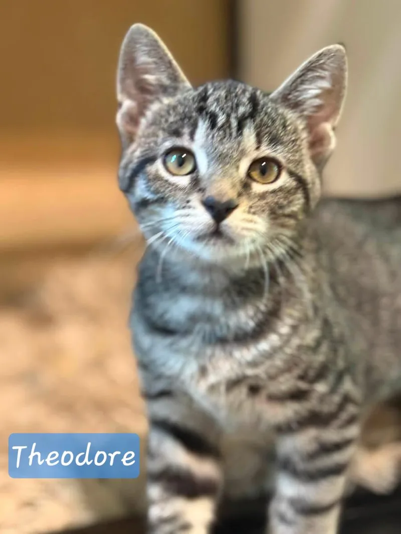 Theodore thumbnail 2