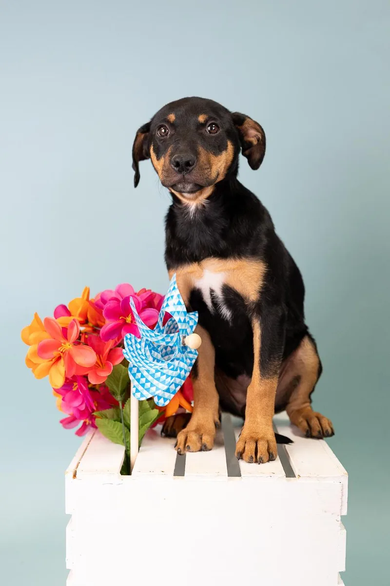 A baby medium-sized female Doberman Pinscher dog named 556-26 for adoption in Brighton, CO