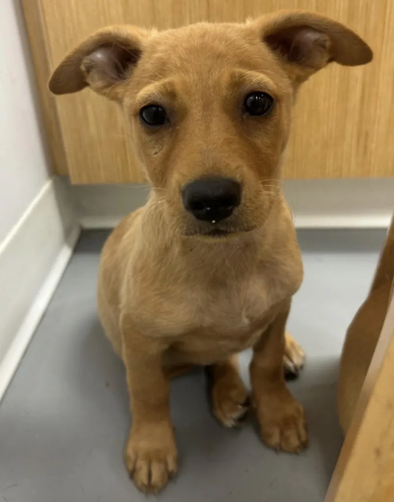 A baby small-sized male Apricot / Beige Chihuahua dog named Eric for adoption in East Brunswick, NJ