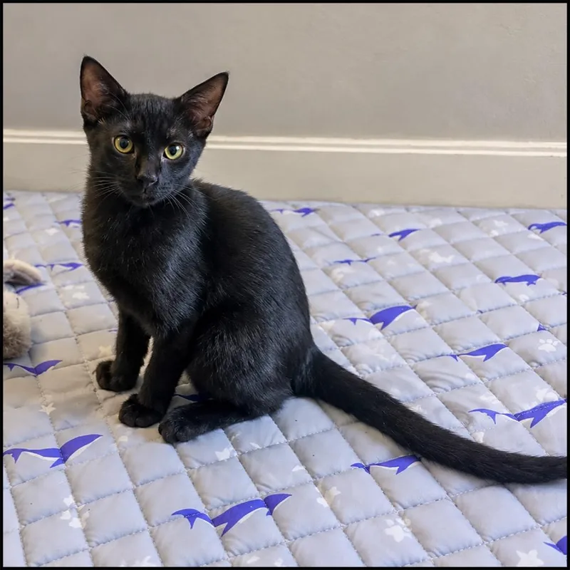 A baby small-sized male Black Domestic Short Hair cat named Neo for adoption in Roswell, GA