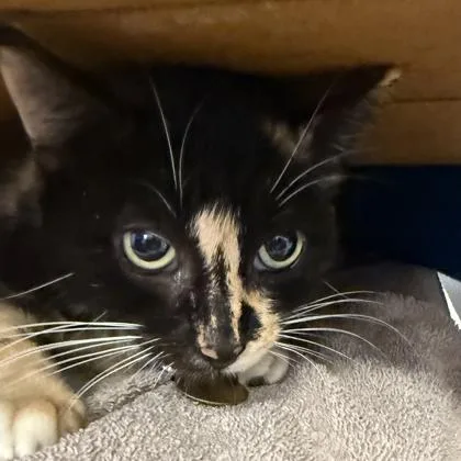 A senior medium-sized female Black Domestic Short Hair cat named Margot for adoption in Lansing, MI