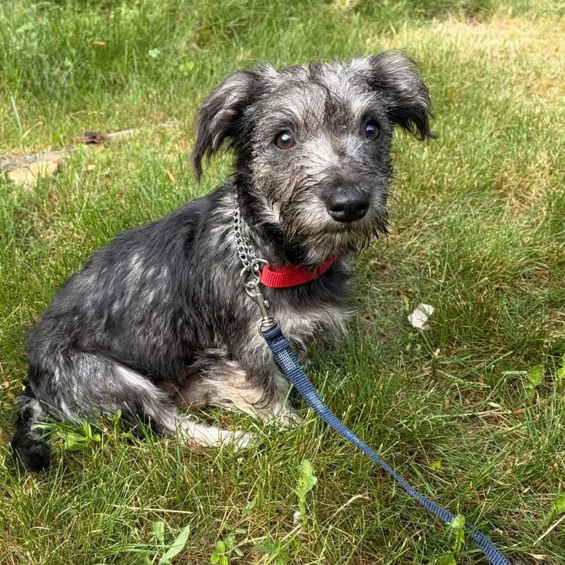 A baby small-sized female Yorkshire Terrier dog named Dottie for adoption in Schnecksville, PA