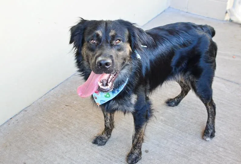 A young large-sized male Shepherd dog named Klunk for adoption in McKinney, TX