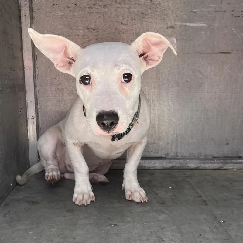 A young small-sized female White / Cream Pit Bull Terrier dog named Silky Shark for adoption in Edinburg, TX