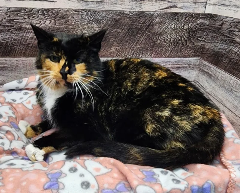An adult large-sized female Domestic Short Hair cat named Judy for adoption in Washington Court House, OH