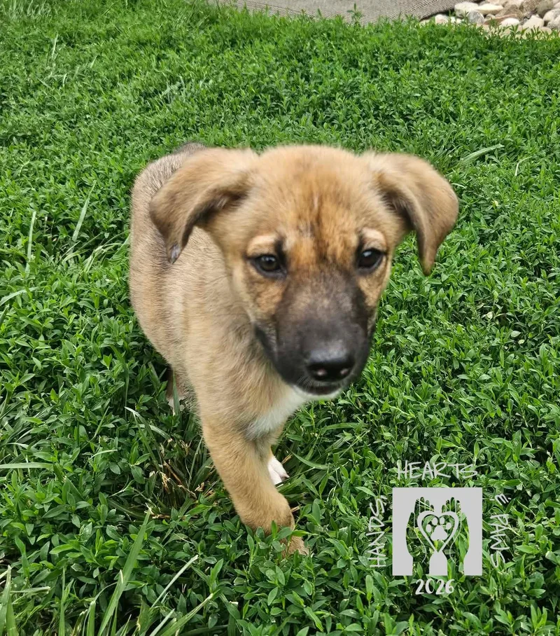 A baby medium-sized male White / Cream Australian Cattle Dog / Blue Heeler dog named Wolverine for adoption in Omaha, NE