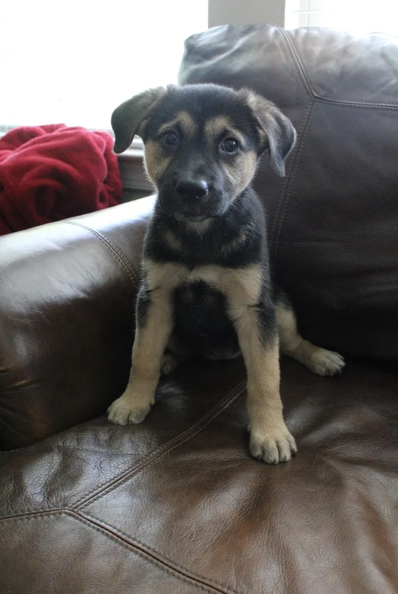 Josie