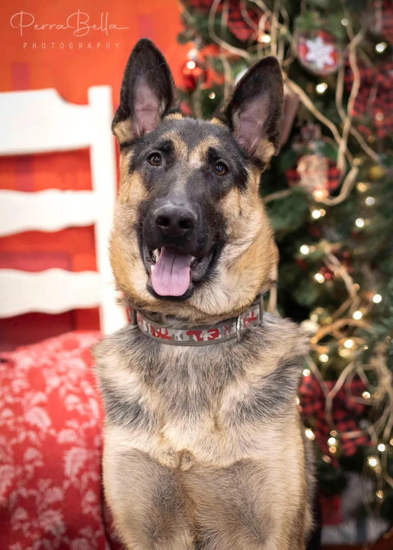 An adult large-sized male German Shepherd Dog dog named Wryker for adoption in West Richland, WA
