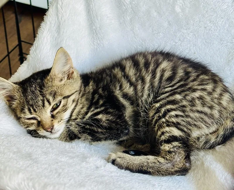 A baby small-sized male Domestic Short Hair cat named Alecrim for adoption in Ferndale, MI