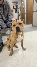 An adult large-sized male Golden Pit Bull Terrier dog named Prince for adoption in Moline, IL