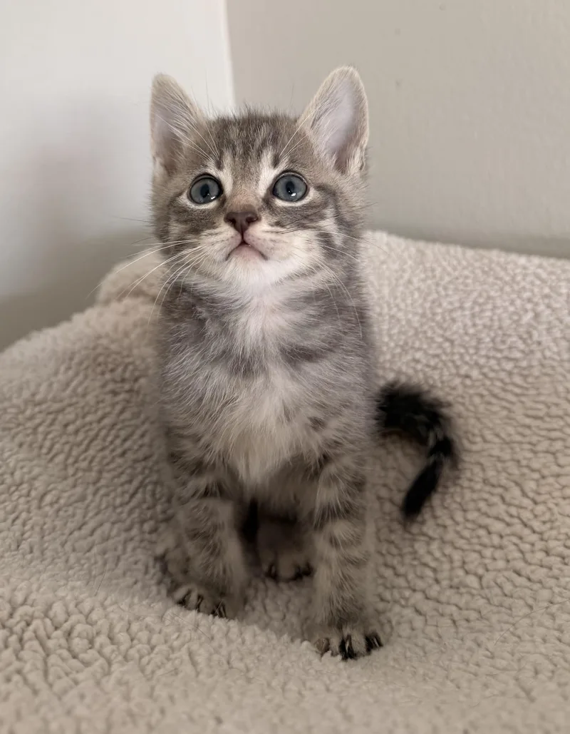 A baby small-sized male Domestic Short Hair cat named Nico for adoption in Long Beach, CA