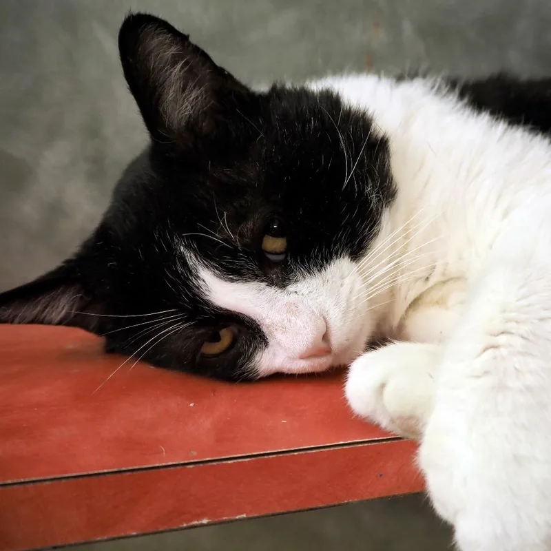 Penguinator thumbnail 2