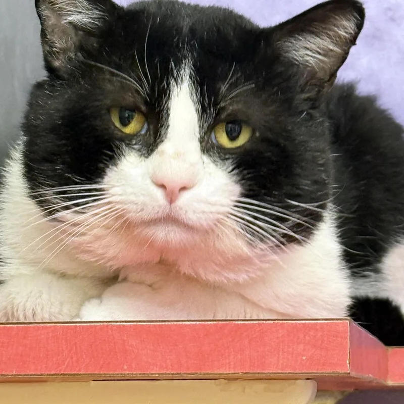 Penguinator thumbnail 3