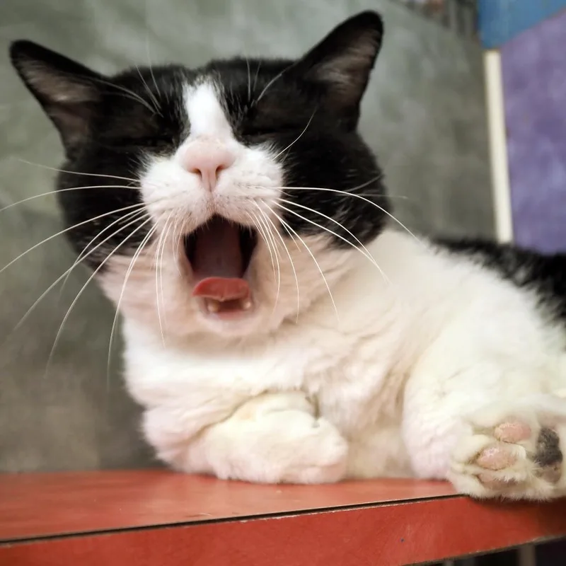 Penguinator thumbnail 4