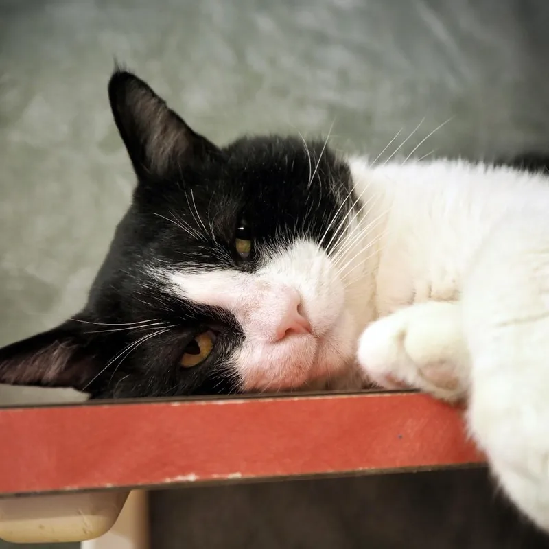 Penguinator thumbnail 5