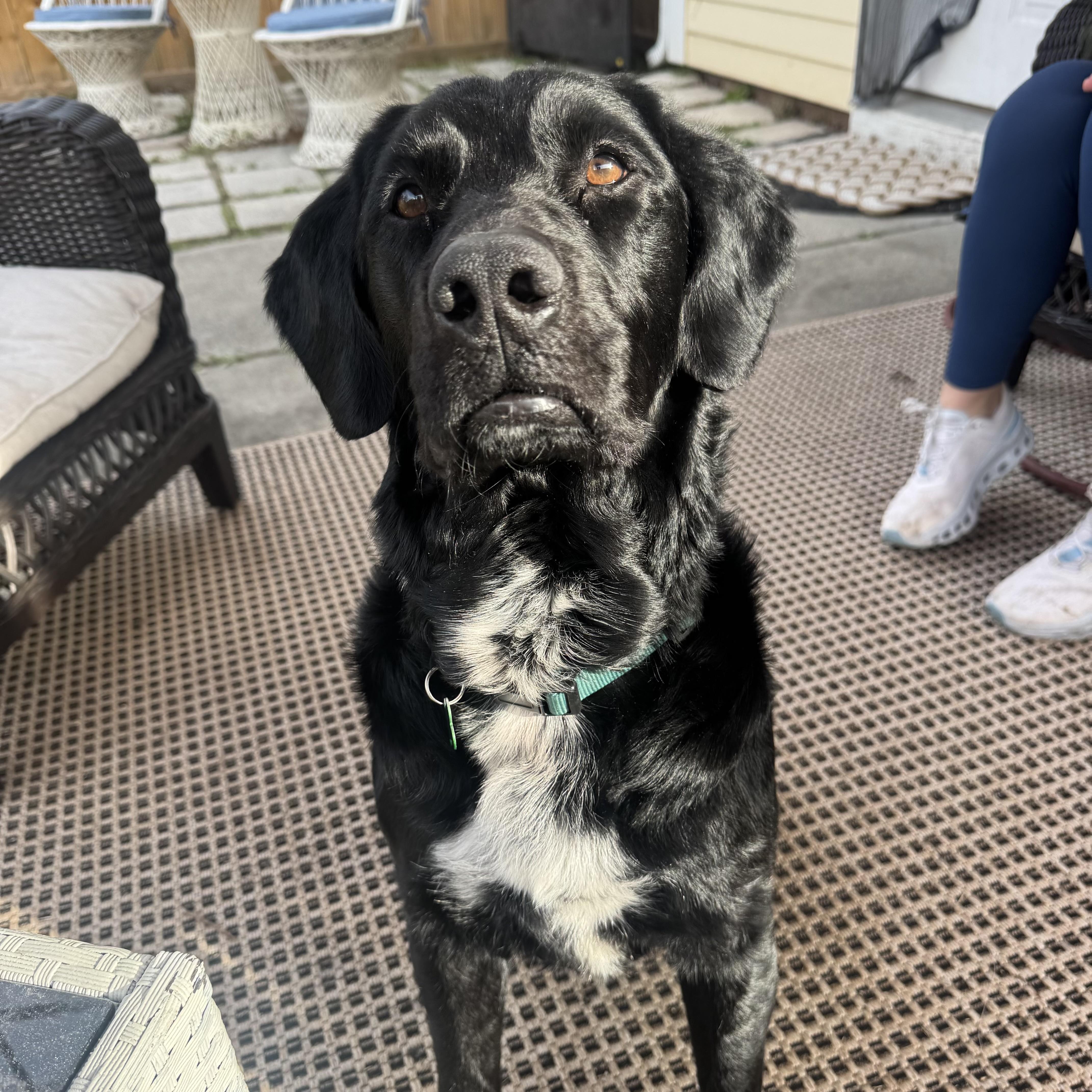 An adult medium-sized male Black Flat-Coated Retriever dog named Sledder for adoption in Columbia, SC