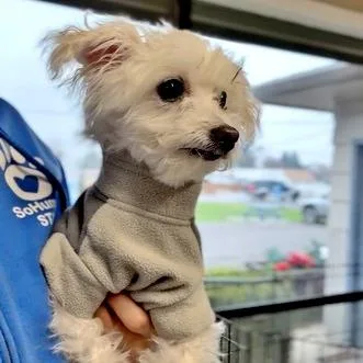 A senior small-sized female White / Cream Mixed Breed dog named Zoey for adoption in Medford, OR