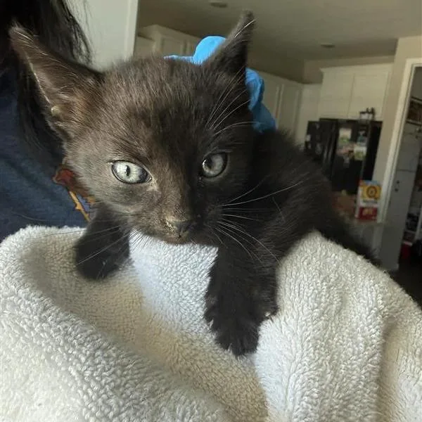 A baby small-sized male Black Domestic Short Hair cat named Draco for adoption in Tempe, AZ