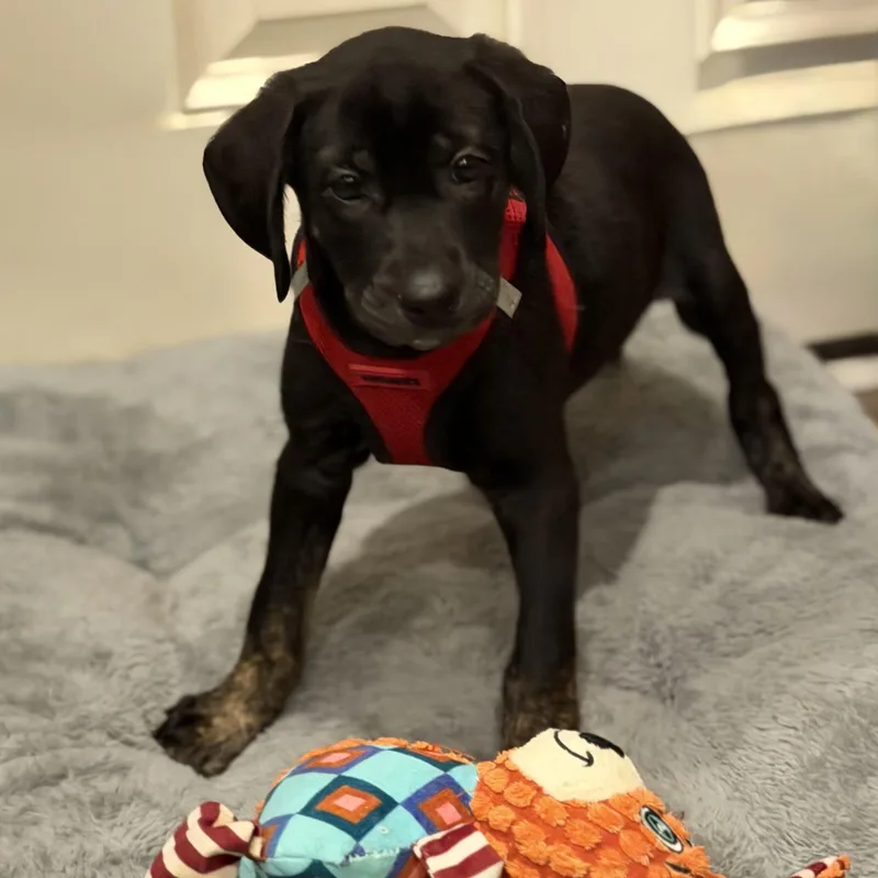 A baby medium-sized female Border Collie dog named Suki for adoption in Ellicott City, MD