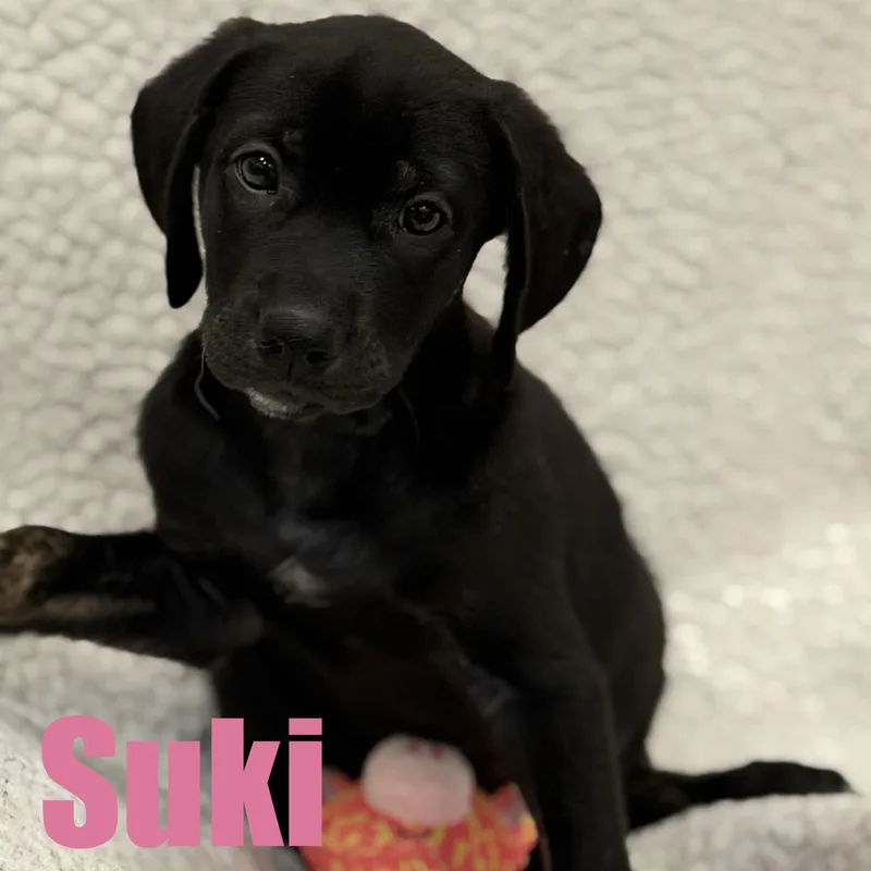 Suki thumbnail 3