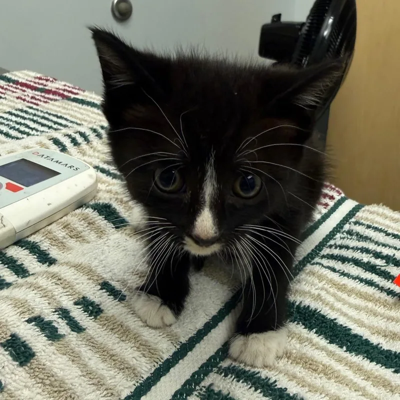 A baby small-sized female Black Domestic Medium Hair cat named Slipper for adoption in Jacksonville, FL