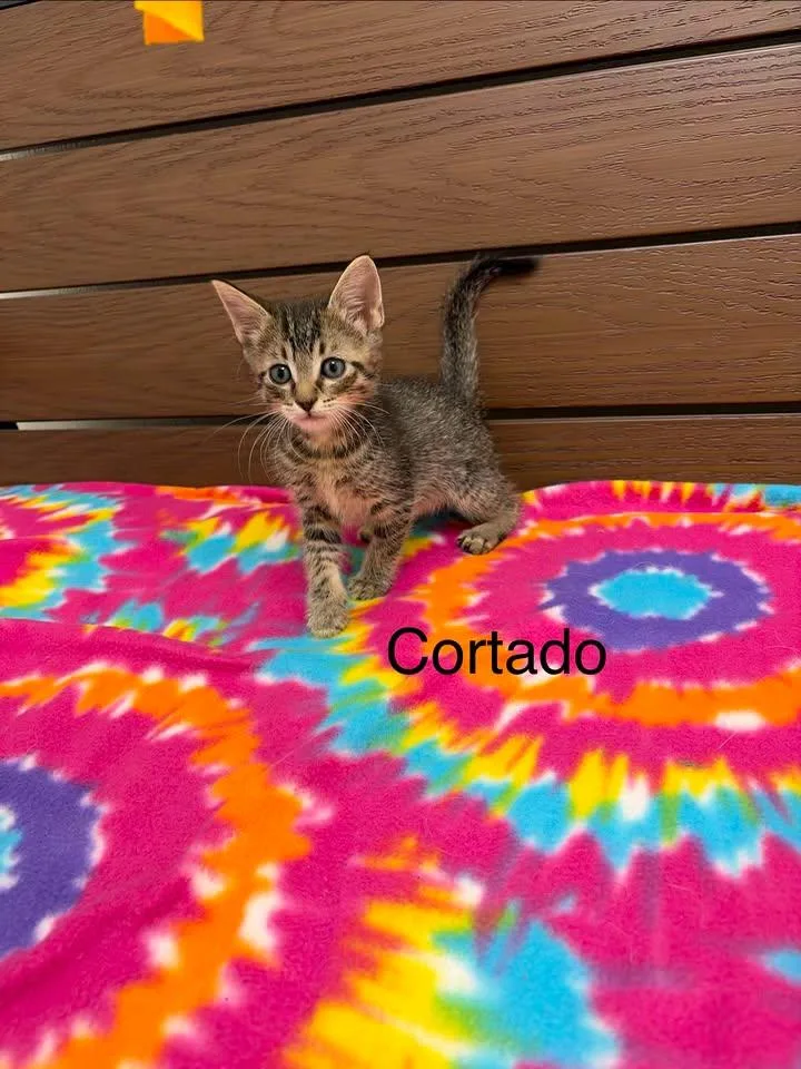 A baby medium-sized male Tabby (Gray / Blue / Silver) Domestic Medium Hair cat named Cortado for adoption in Port Lavaca, TX