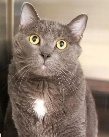 An adult small-sized male Domestic Short Hair cat named Prince for adoption in Fishers, IN