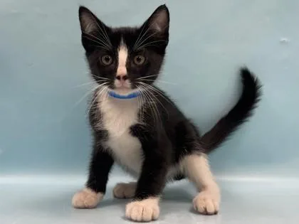 A baby small-sized male Domestic Short Hair cat named Eye for adoption in Coon Rapids, MN