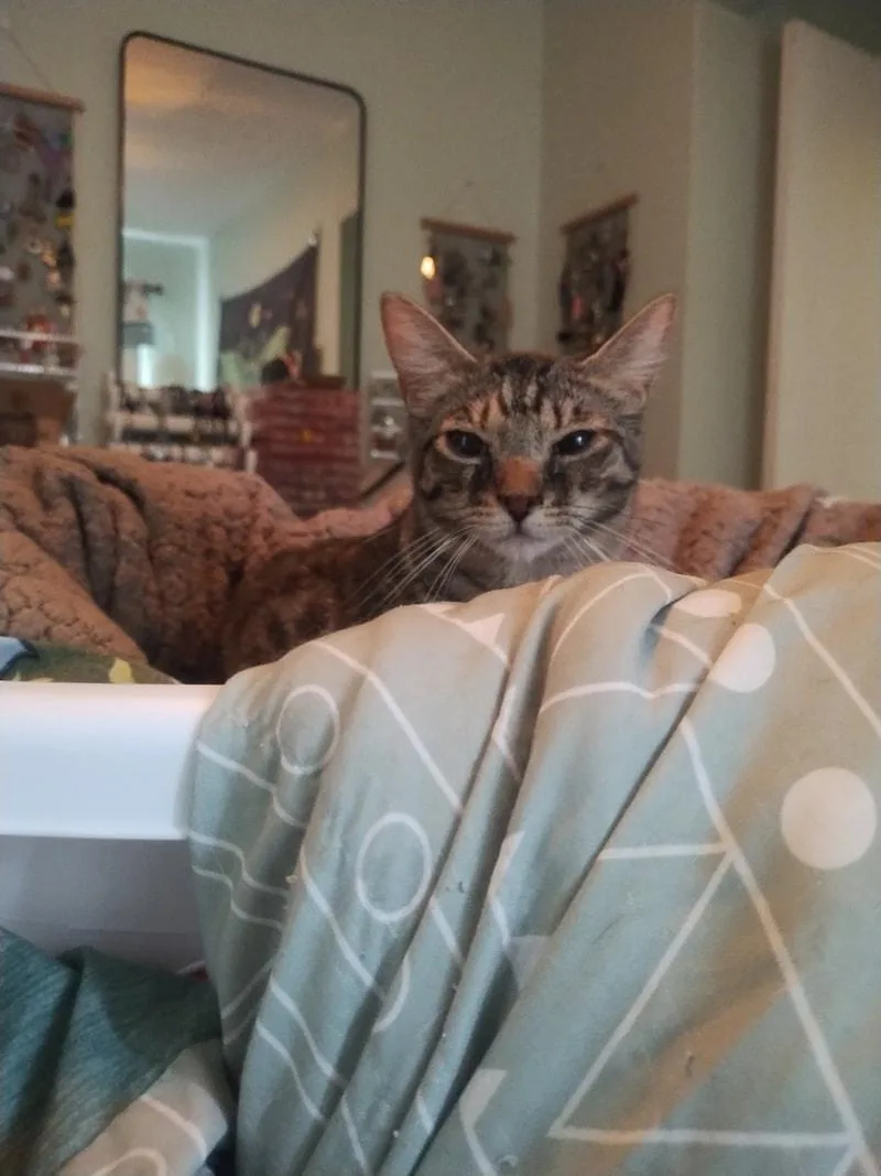A young medium-sized female Tabby (Brown / Chocolate) Domestic Short Hair cat named Smurfette for adoption in Kalamazoo, MI