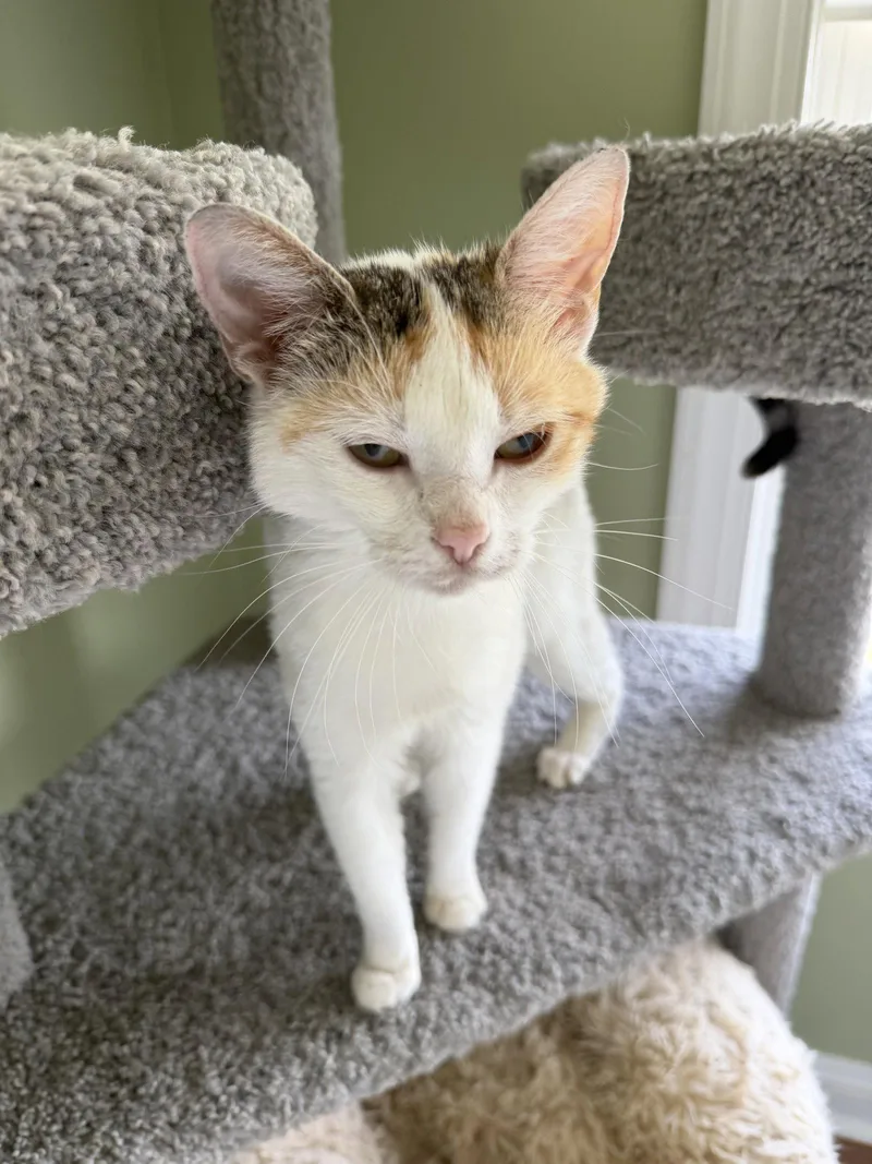 An adult medium-sized female Domestic Short Hair cat named French Blonde for adoption in Trenton, NJ