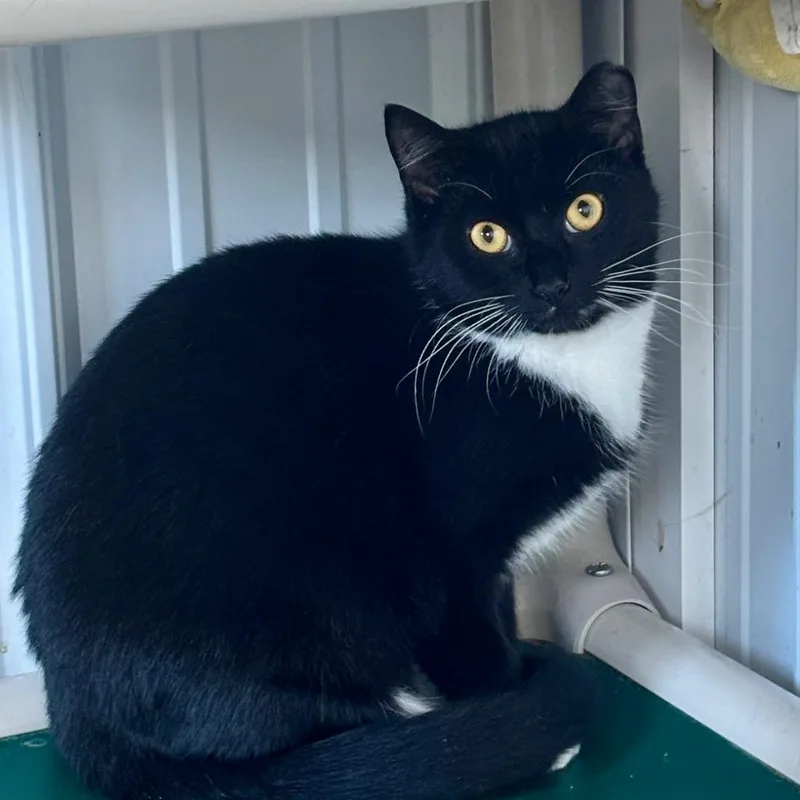 A young medium-sized female Domestic Short Hair cat named Ginger for adoption in Hartford City, IN