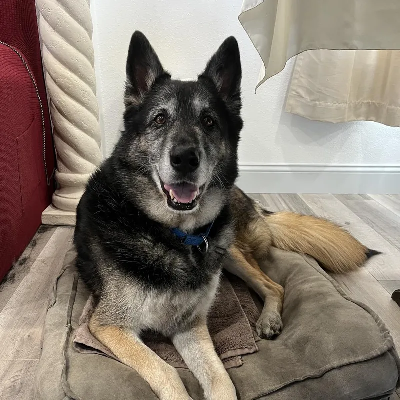 An adult large-sized male German Shepherd Dog dog named Lucky for adoption in Tacoma, WA