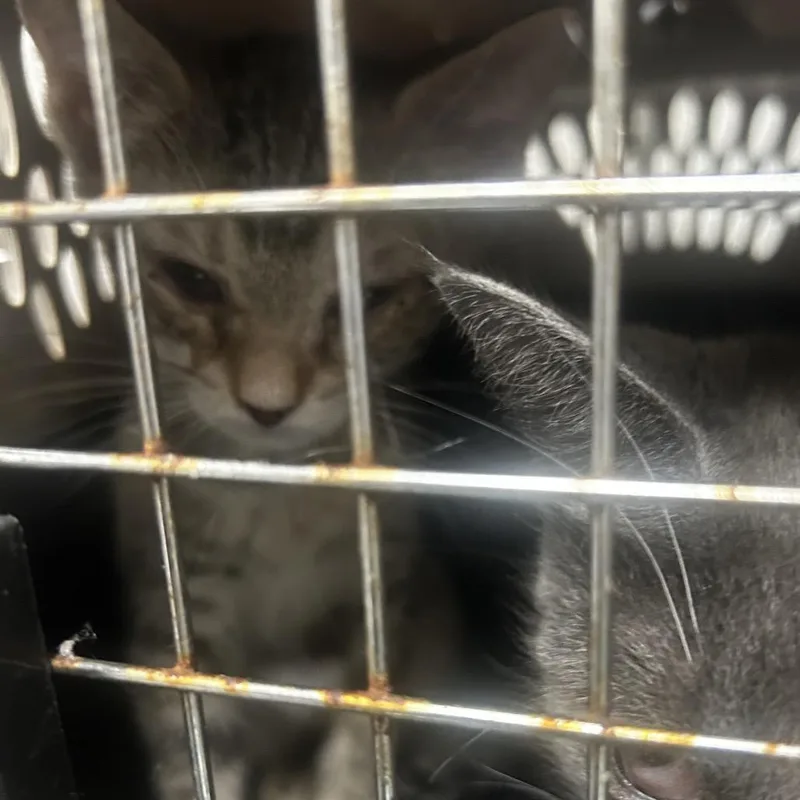 A baby small-sized female Brown / Chocolate Domestic Short Hair cat named Mermaid for adoption in Philadelphia, PA