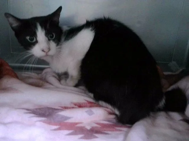 An adult large-sized male Domestic Short Hair cat named Tango for adoption in Baldwin Park, CA
