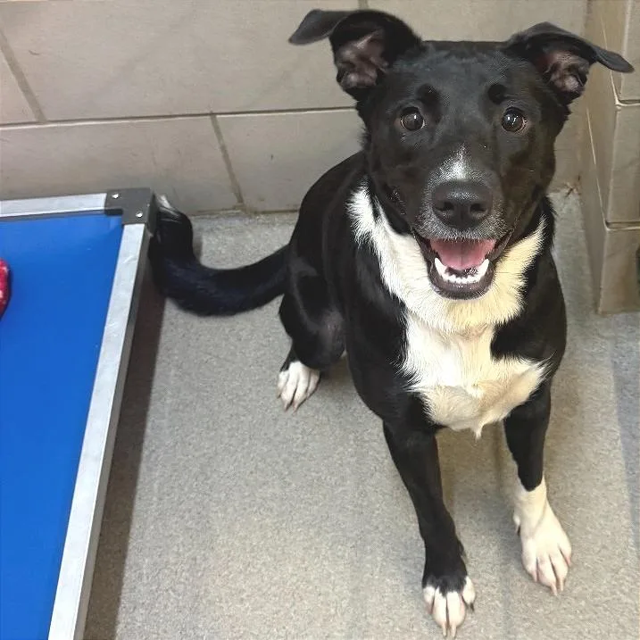 A young medium-sized female Black Mixed Breed dog named Runna for adoption in Chattanooga, TN