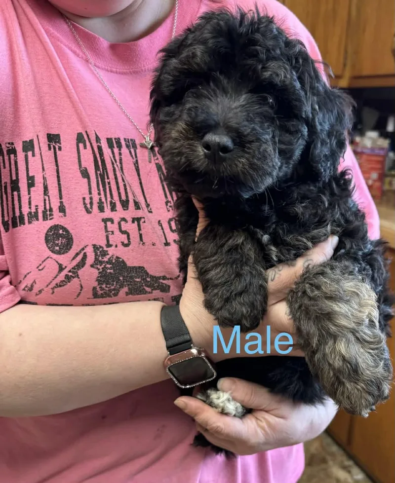 Poodle Mixes thumbnail 3