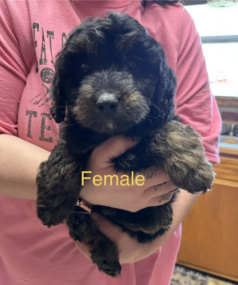 Poodle Mixes thumbnail 4