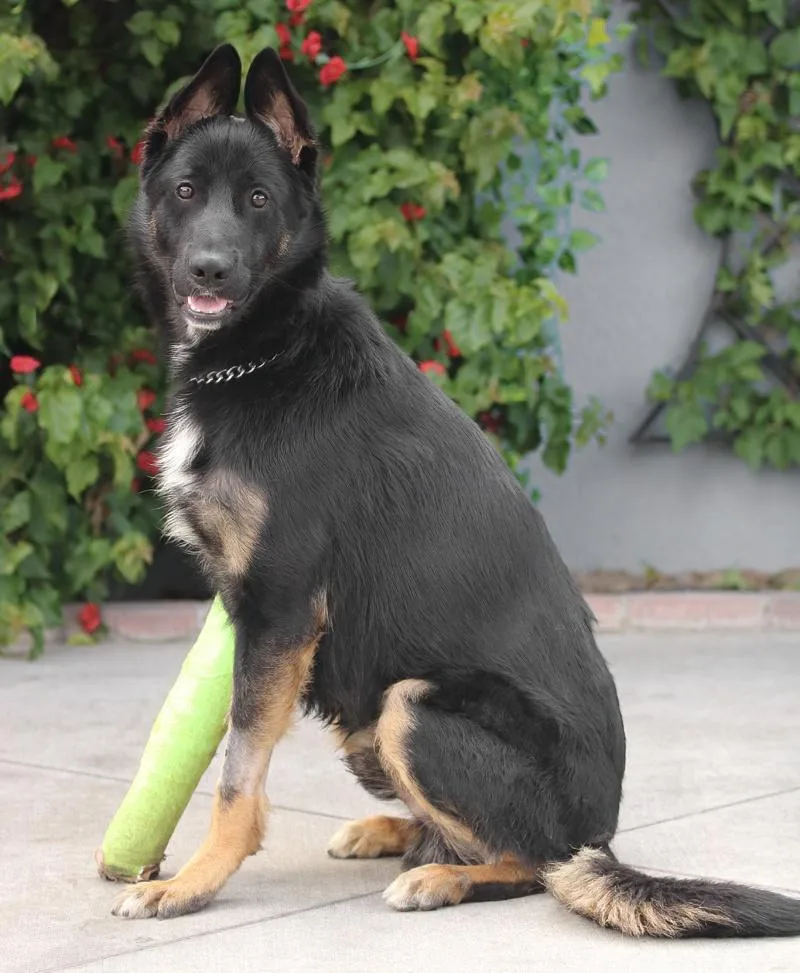 A young large-sized male Bicolor German Shepherd Dog dog named Logan Von Leun for adoption in Los Angeles, CA