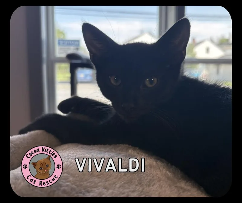 Vivaldi