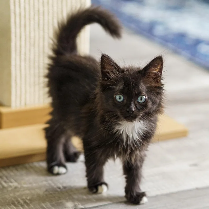 A baby large-sized female Black & White / Tuxedo Domestic Long Hair cat named Rae Lynn for adoption in LAMPASAS, TX
