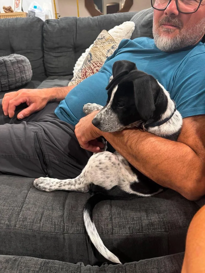 A baby medium-sized female German Shorthaired Pointer dog named Tilly for adoption in Grand Forks, ND