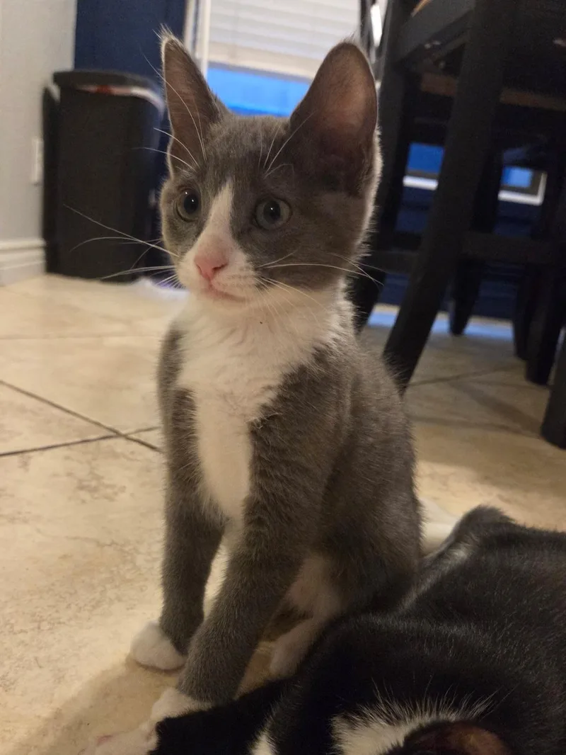 A baby small-sized female Domestic Short Hair cat named Snickerdoodle for adoption in Gilbert, AZ