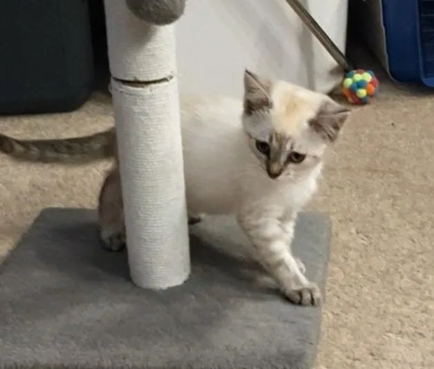 McGonagall thumbnail 3
