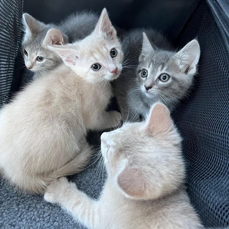 A baby small-sized male Domestic Short Hair cat named Asteroid for adoption in Fairfax, VA