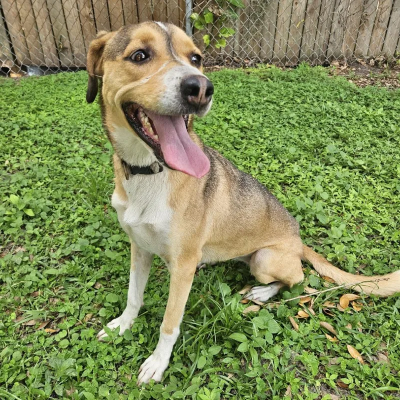 An adult medium-sized female Yellow / Tan / Blond / Fawn Hound dog named Lola for adoption in Lakeland, FL