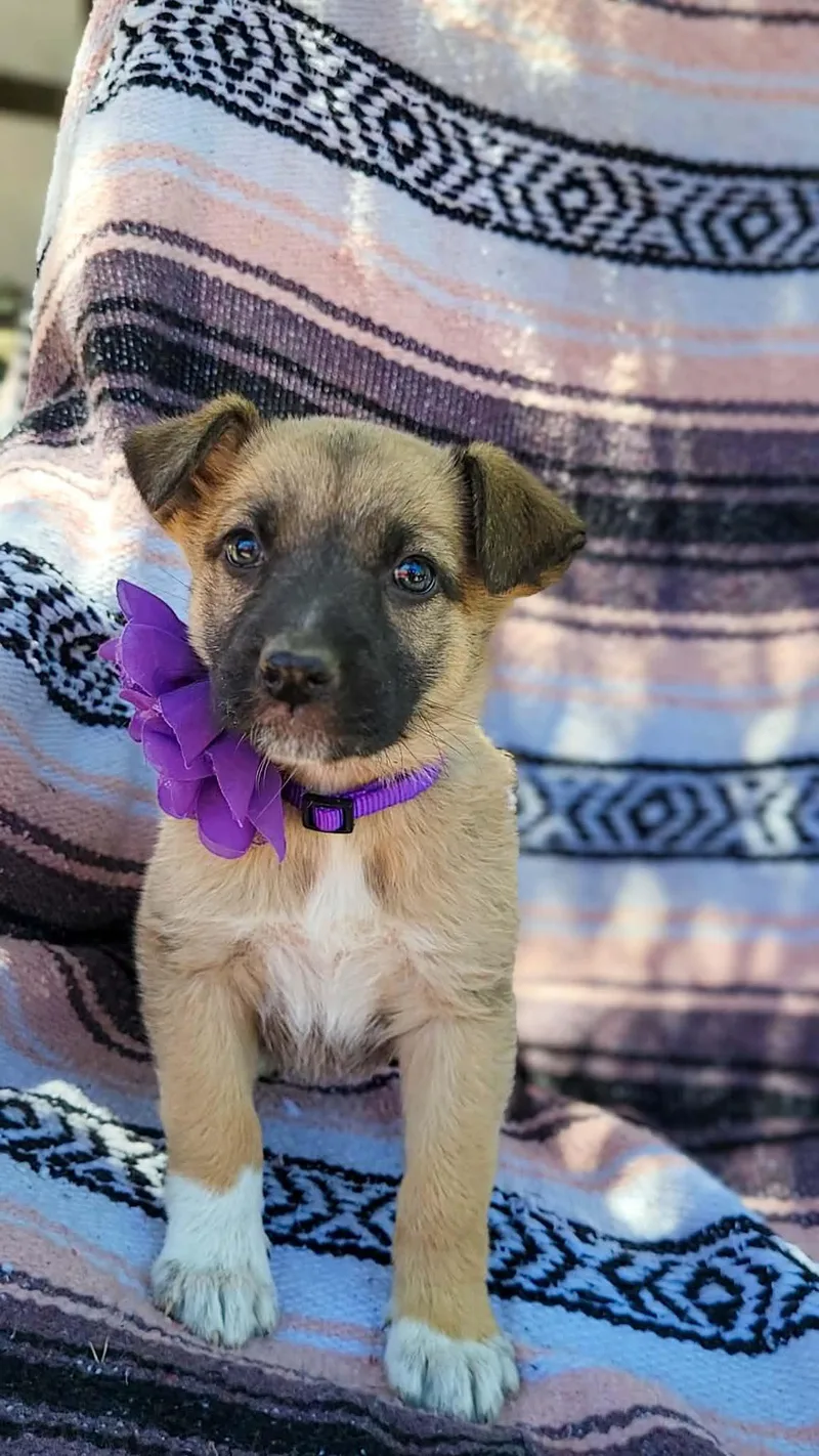 A baby medium-sized female German Shepherd Dog dog named Bee for adoption in Anza, CA