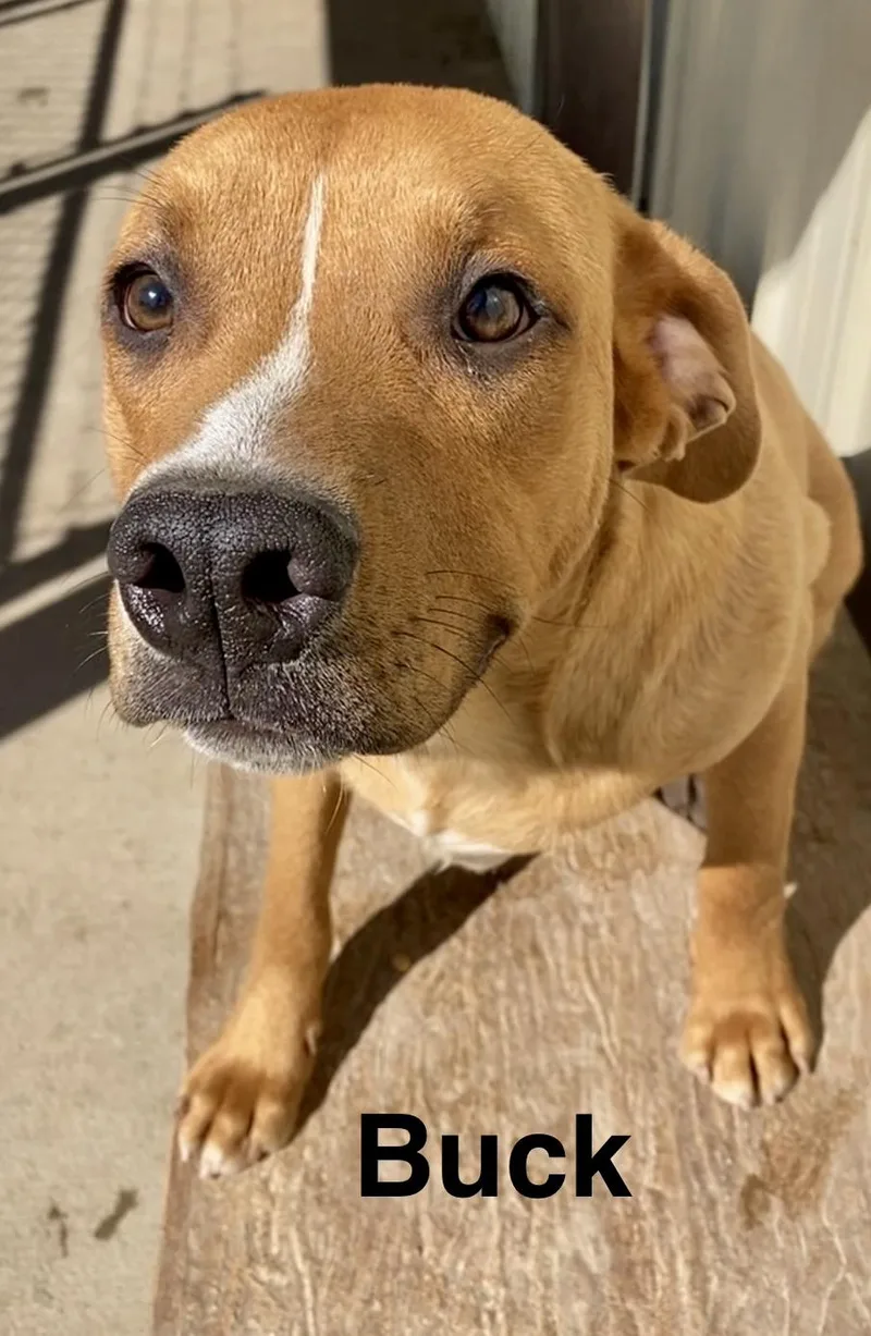 A young medium-sized male Golden Mixed Breed dog named Buck for adoption in Pomeroy, OH