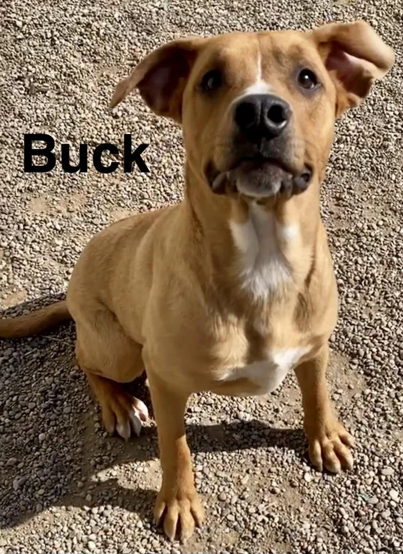 Buck thumbnail 3